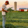 By keeping the ground covered virtually year-around, less soil is lost to erosion, soil tilth is improved, nutrient update is better, and weed pressure is reduced.