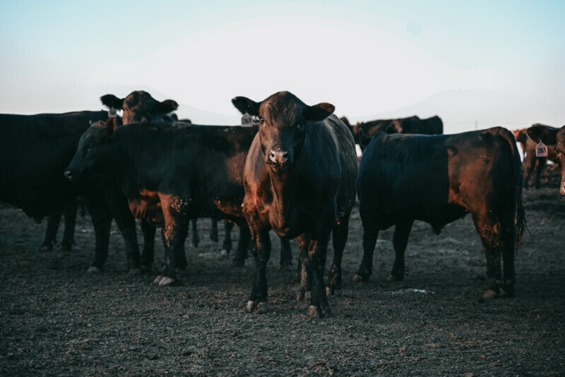 Profit margins should improve for cow-calf and feedlots next year.