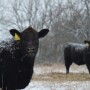 BT_Winter_Snow_Calves
