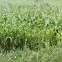 forage sorghum