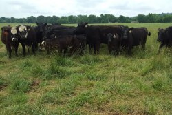 Cows_Grazing_Fescue