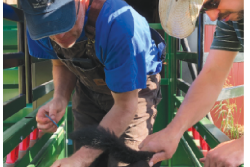 Dr. Shawn Nicholson, left, and Dusten Gratny process a small herd of Angus cattle on a July morning. They administered vaccinations, addressed fly problems and castrated bull calves in the herd.