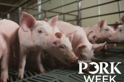 PORK Week Pigs