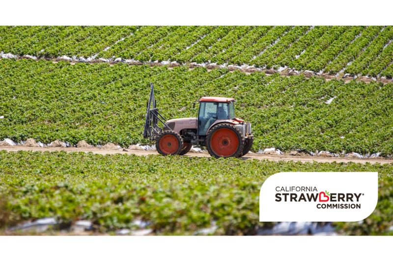 White paper. Photo courtesy California Strawberry Commission 