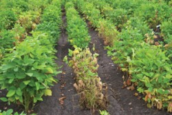 disease soybeans