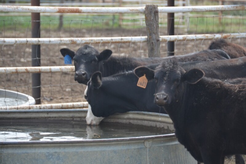 BT_Cattle_Water_Tank