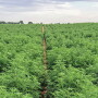 “After our board of directors approved adding hemp to our system, we put it out to our participating states. And of our 22 states and 1 Canadian province, 17 states and the Canadian province decided to add hemp," says FieldWatch CEO Stephanie Regagnon.