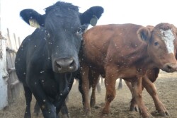 Flies hovering around several cattle in a pen. 