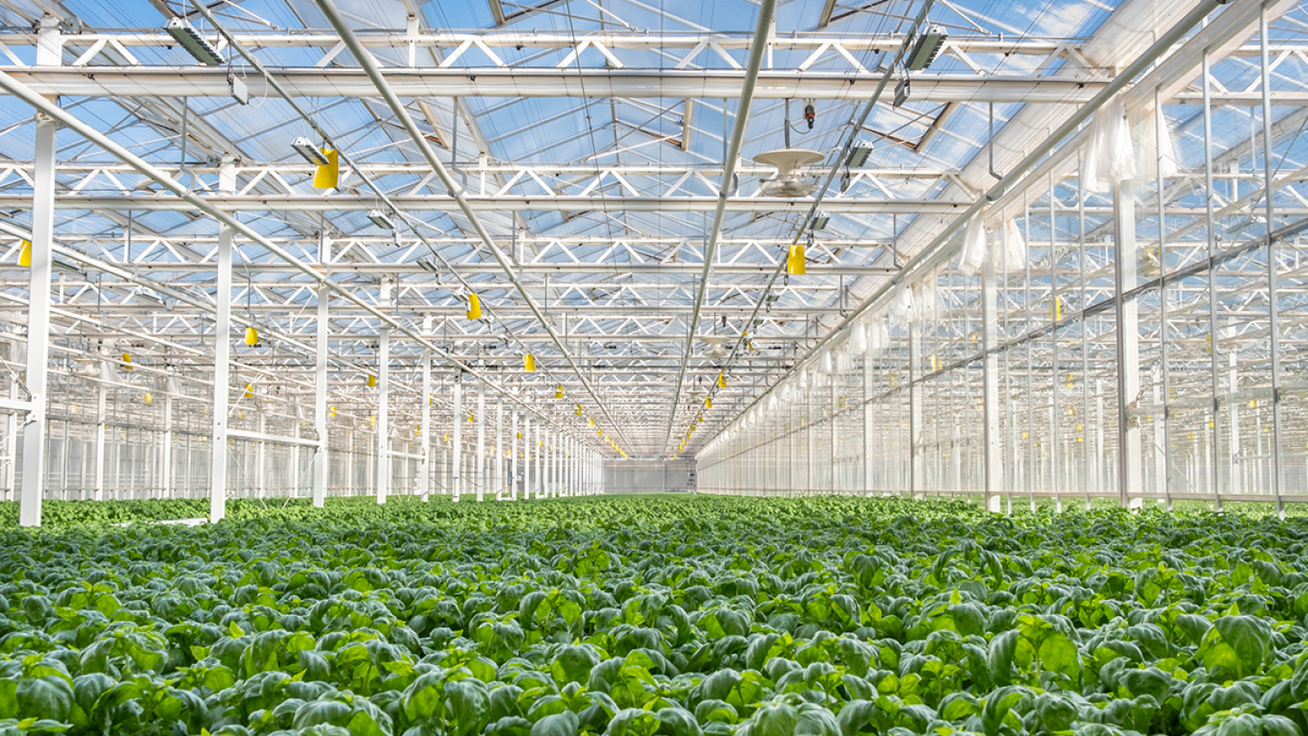 Gotham Greens' newest greenhouse opens in metro Dallas - The Packer