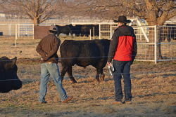 A good bull adds a lot of profit potential to a beef operation.