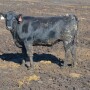 BT_Feedlot_Heifer_Mud