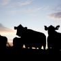 South_Dakot_Sunset_Cattle