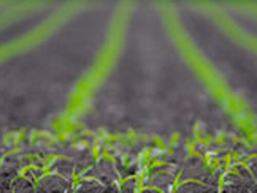 emerging_corn.jpg