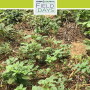 Scientists have confirmed both greenhouse and in-field populations of dicamba-resistant Palmer amaranth.