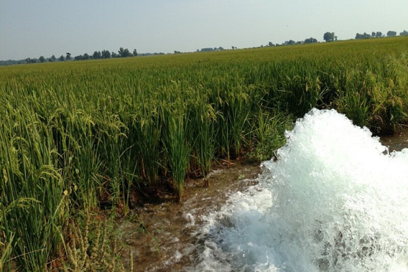missouri_rice_and_water