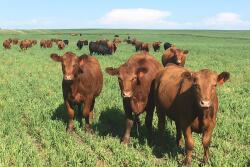 Calves NDSU