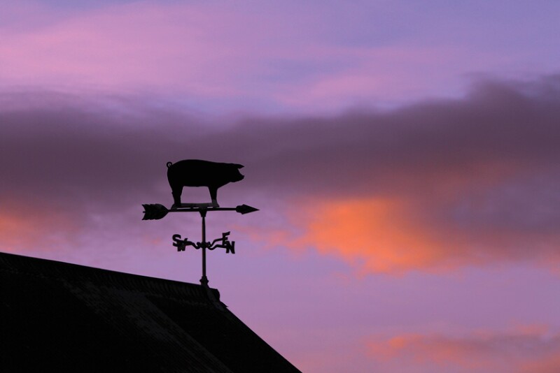 Winds of Change Pig Weathervane