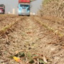 Weather delayed corn planting which will affect corn silage quality.