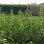 Broadleaf weeds