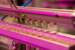 Kalera indoor vertical farm