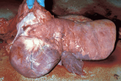 Necropsy image shows the effects of right heart failure associated with bovine pulmonary hypertension.