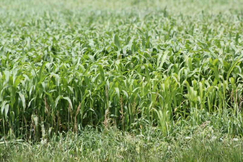 forage sorghum