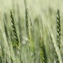 wheat_headed.jpg
