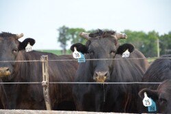 Feller Cattle