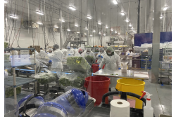 Bix Produce