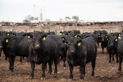 Feedlot