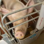 Sow eating