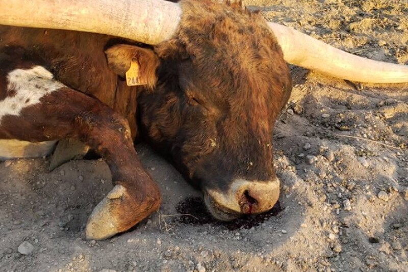Mecham's 3-year-old longhorn bull.