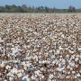 A technological push steered by Cotton Incorporated aims to deliver automated harvest via fleets of swarm robots within 10 to 15 years.