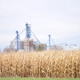 corn illinois fall