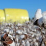 If USDA projections hold, the 2017 U.S. cotton crop could be the largest in over a decade.