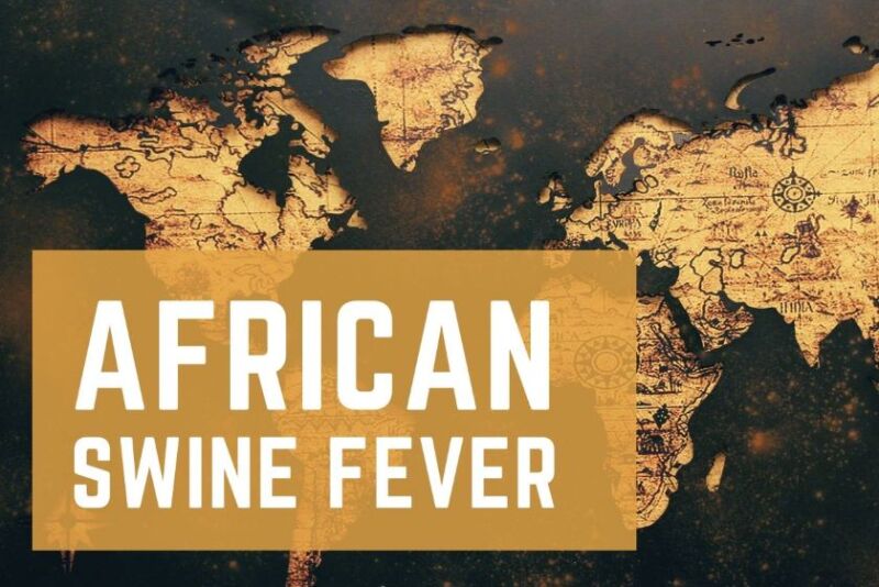 African Swine Fever
