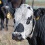 Cows