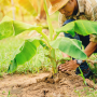 Man planting banana tree, worker