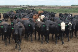 Even with better vaccines and more information, BRD remains the most economically important disease to the beef industry.
