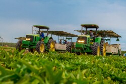 Workers harvest sweet potatoes at Livingston, Calif.-based A.V. Thomas Produce.