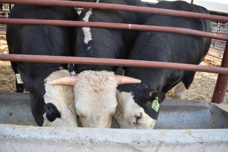 A horned bull from a control group is flanked by two hornless offspring of a genome-edited bull.