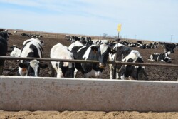 DT_Holstein_Feedlot_Cattle