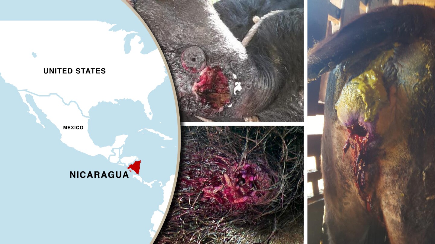 The Smell You'll Never Forget: A Calf Infested with New World Screwworm ...