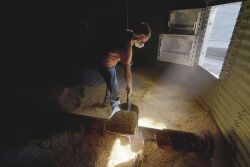In this July 7 photo, Evan Burbrink, 14, shovels corn into a vent as he and his father, BE N AG, co-owner Brad Burbrink, work together to clean out the grain bin at the farm in southeast Vigo County near Blackhawk, Ind.
