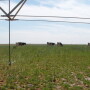 irrigated_pasture1