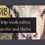 A calf born weak has an accumulation of problems, compounded by inadequate quantity and quality of colostrum.