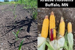 Krause Holsteins corn crop