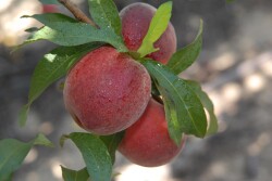 Florida Peach Harvest