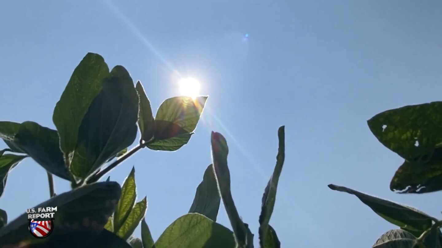 Soybeans Are Searching For a Demand Story, And Something Big is Brewing