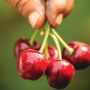 The Washington cherry crop is running late this season, but it will be well worth waiting for, says Dan Davis, director of business development for Starr Ranch Growers, Wenatchee, Wash.